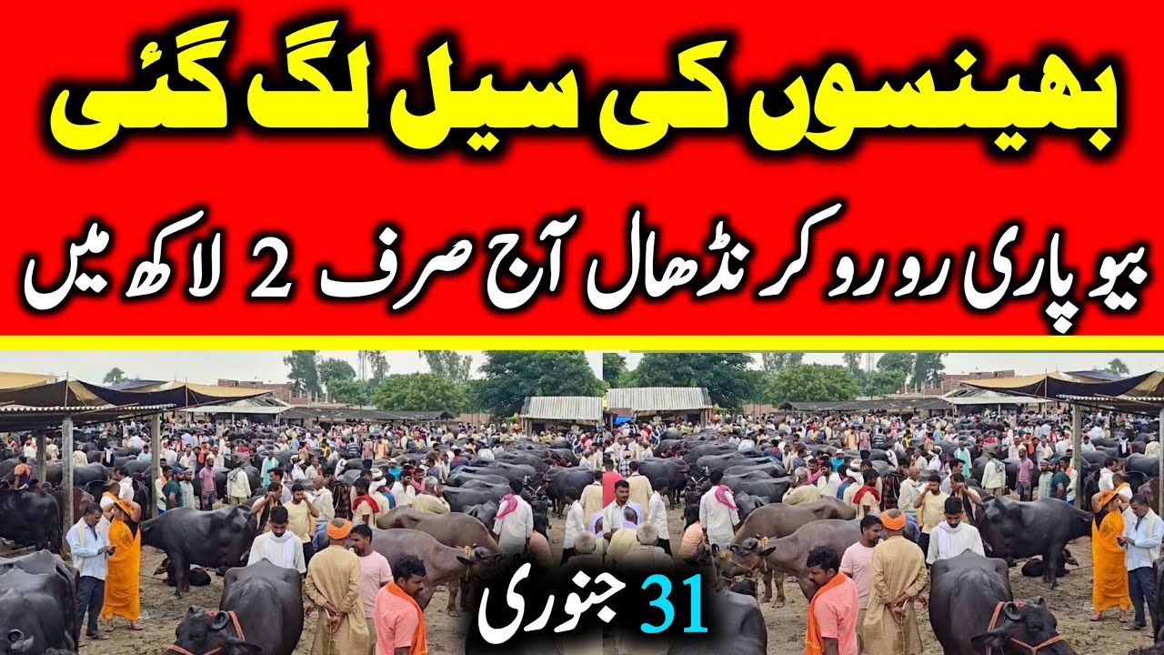 Today Malumor Mandi Latest Update | Buffalo Fresh Rates Update 2026 | Buffalo Mandi 2026 !