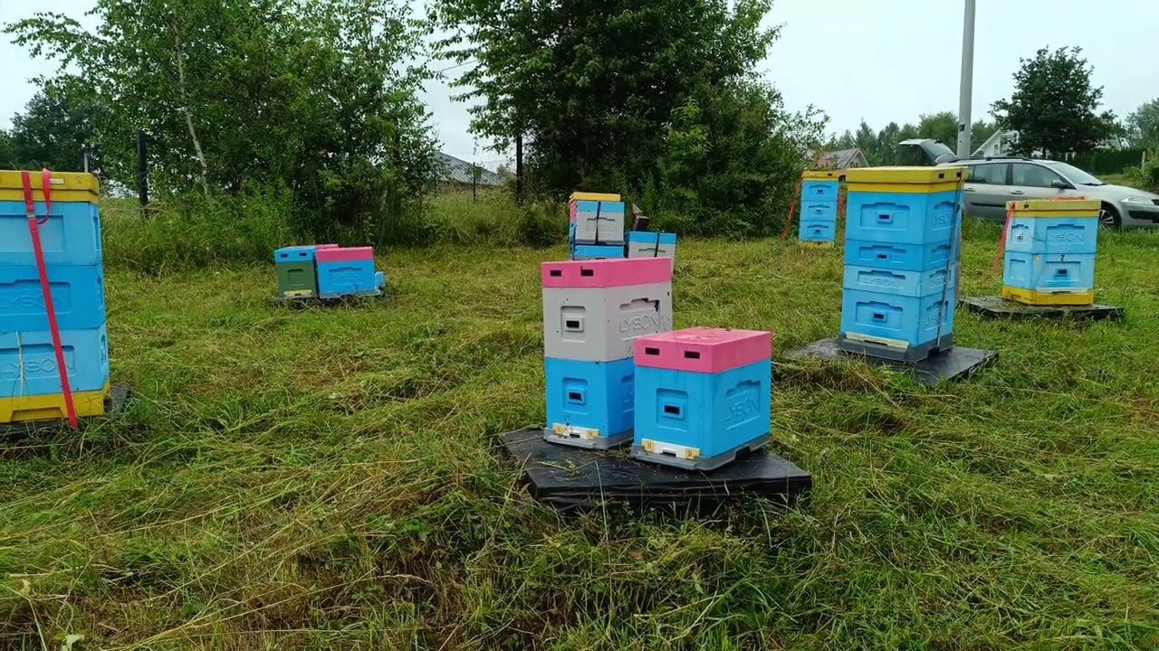 Czy można przestawić ule? Odpowiedź na pytanie