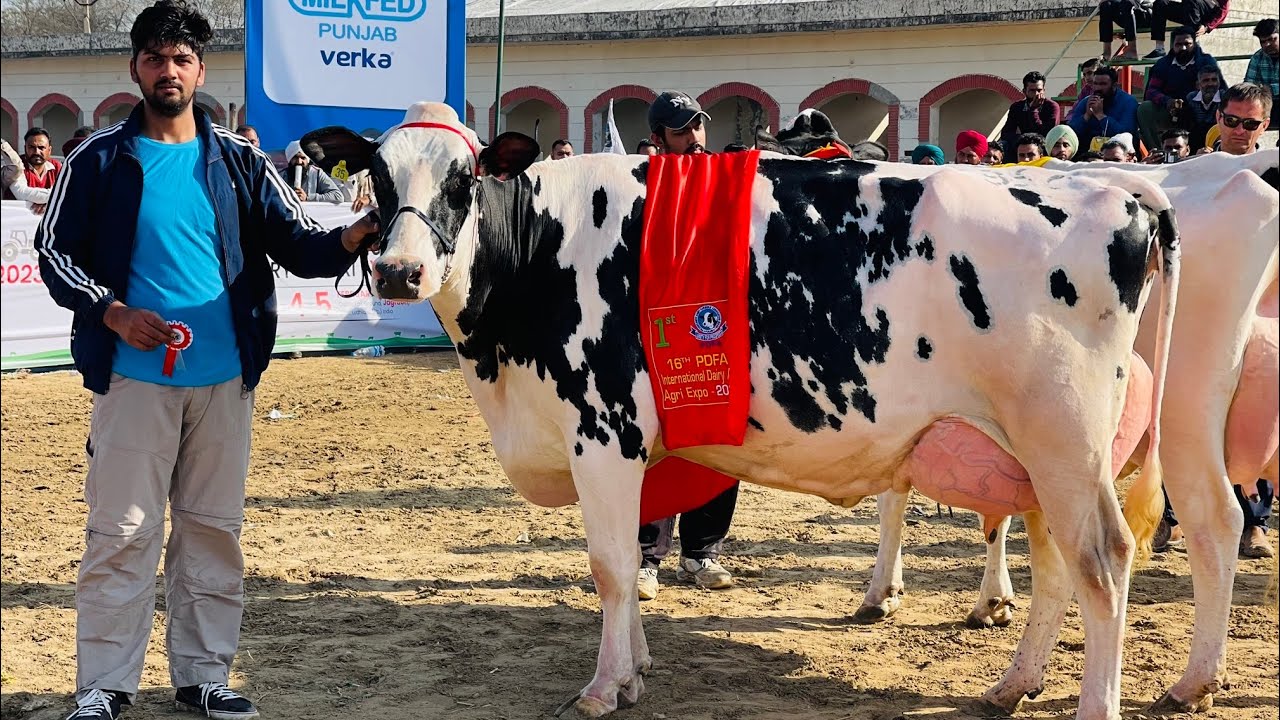 🥇QUEEN OF KS DAIRY FARM 🏆{81948-44494}(97798-48335)🔥 #ksdairyfarm #punjab #cow #champion #pdfa💎