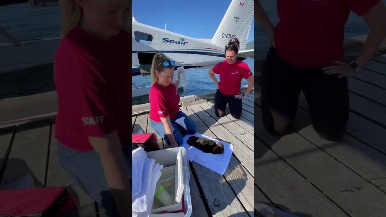 Luna the Sea Otter Pup's Rescue