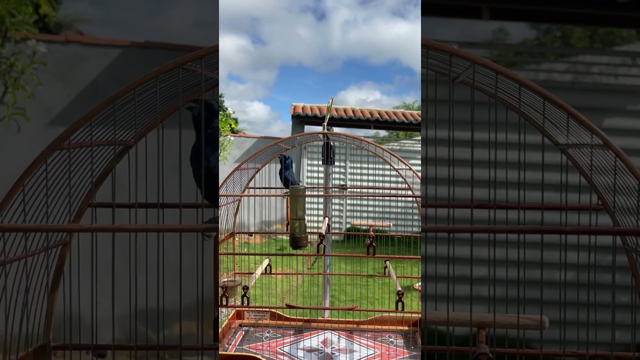 Vejam o canto do azulao bloguerinho #azul&atilde;o #passaros#azulaocantamfo#shorts #passarinhos