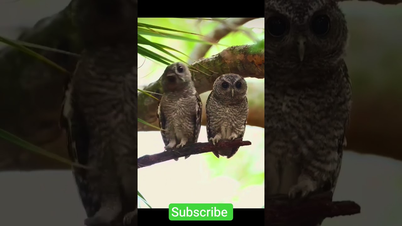Most beautiful birds4k jungle 