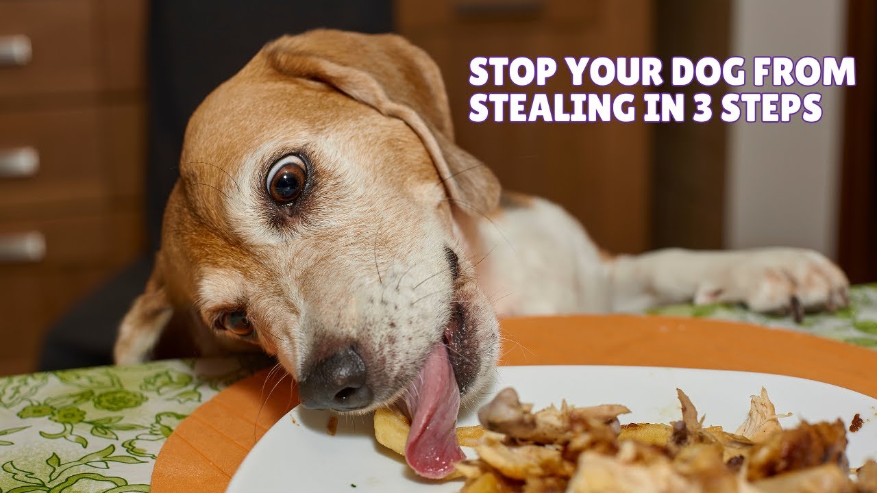 Stop Your Dog From Stealing in 3 Steps (The Method You Haven't Tried)