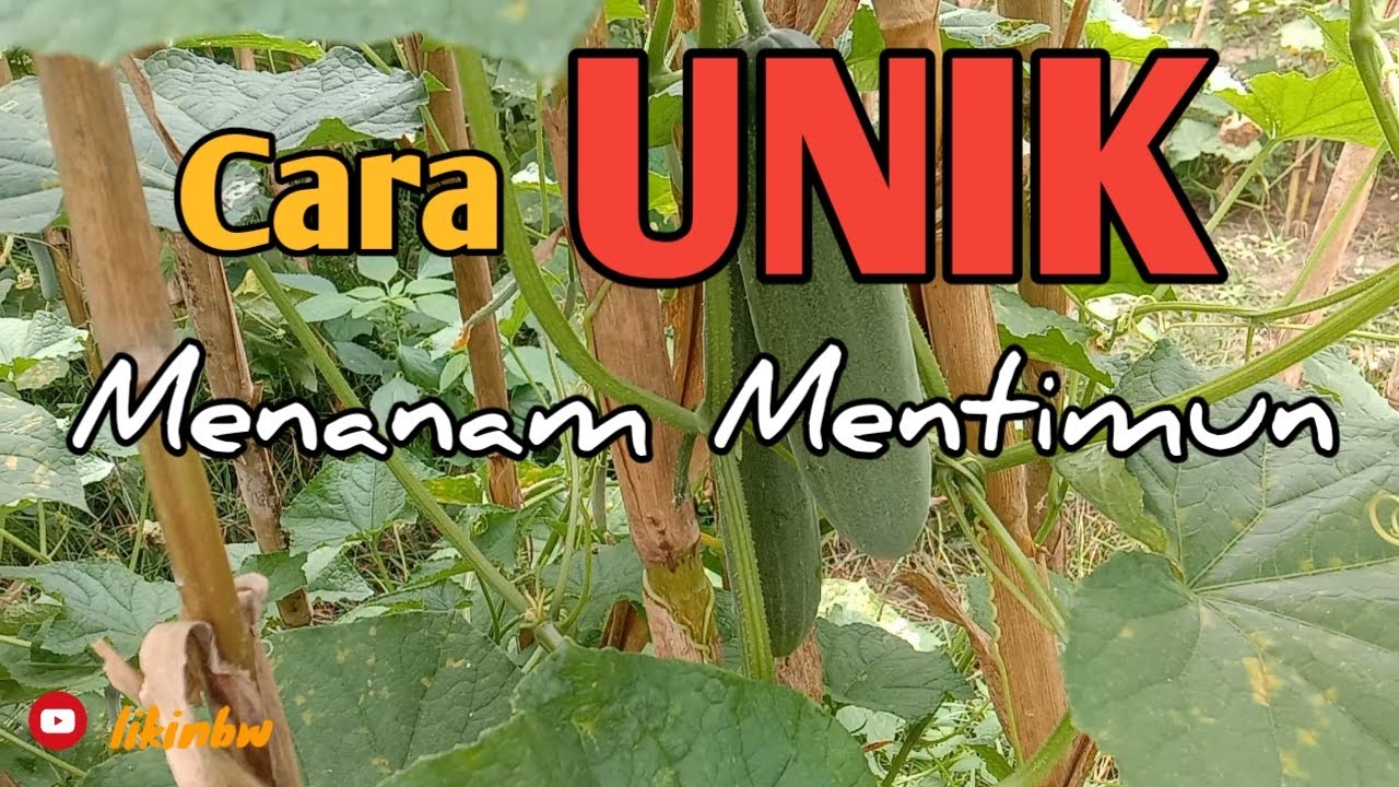 TIPS DAN TRIK SUKSES BUDIDAYA MENTIMUN