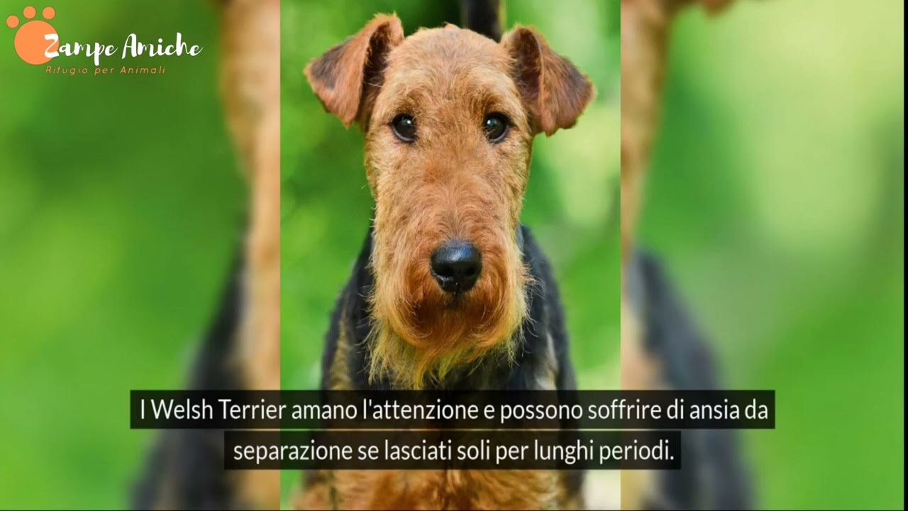 video Welsh Terrier: Caratteristiche, Cura e Addestramento del Cane Perfetto per Famiglie!