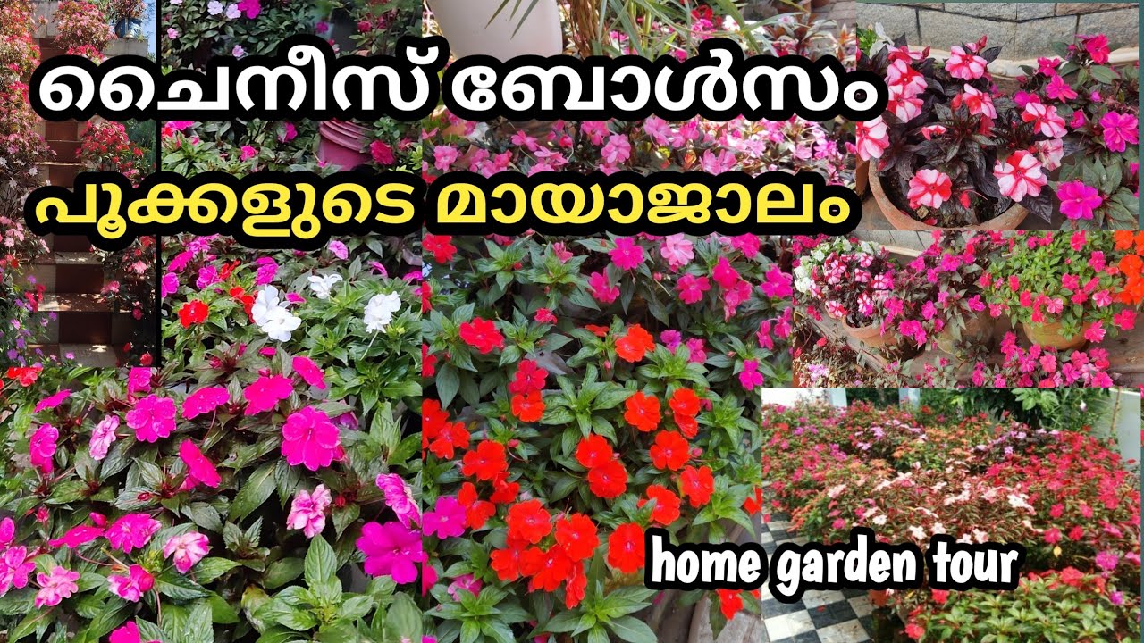 Chinese balsam plant care in Malayalam