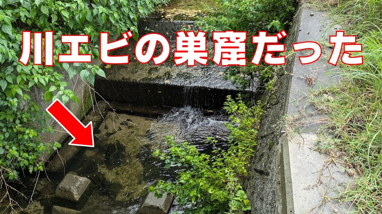 淡水エビがうじゃうじゃ湧く水路【ヌマエビの種類】
