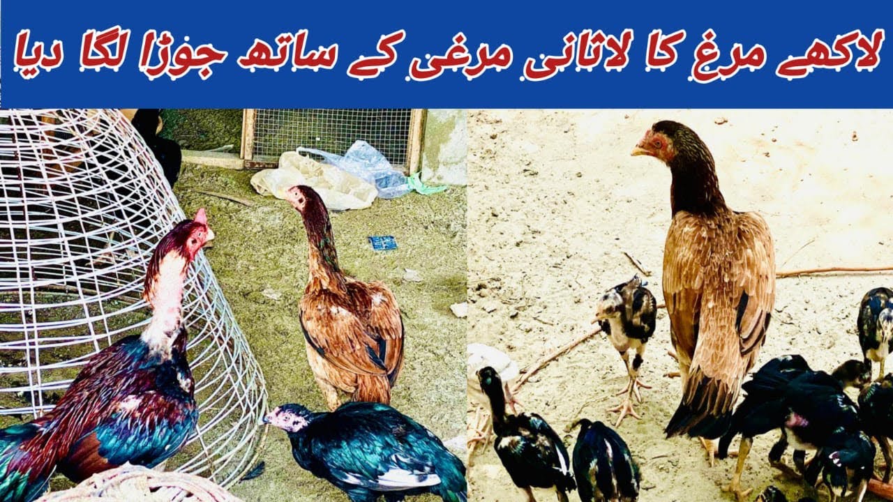 Lakhy Murgh Ka Lasani Murgi Kay Sath Jora Laga Diya | Lakha rooster paired with a Lasani hen.