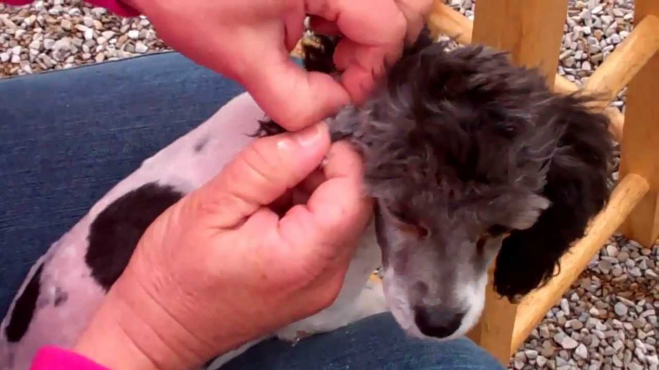 How To Pluck & Clean Ears