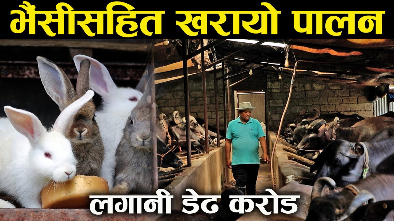 भैंसीसहित खरायो पालनमा लागेका कृष्ण,लगानी डेढ करोड