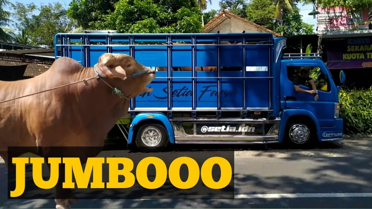 NAIKAN SAPI JUMBO with SETIA FARM #SetiaFarm #sapi #sapijumbo