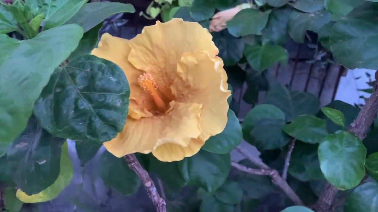 Tour no meu pequeno jardim 🌱🌷🪴🌿