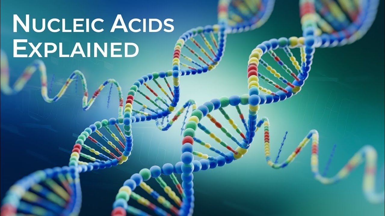 Nucleic Acids: DNA, RNA, Structure, and Functions - 3D Animation for Biology Students