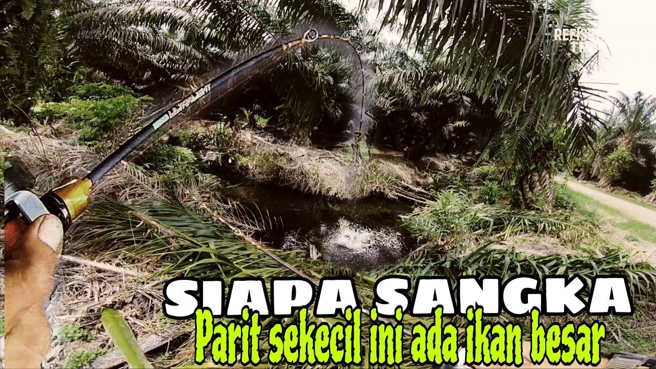 BENAR DUGAAN KU ADA MAMA GABUS DI SITU ‼️PARADISE ULTRALIGHT FISH HUNTER