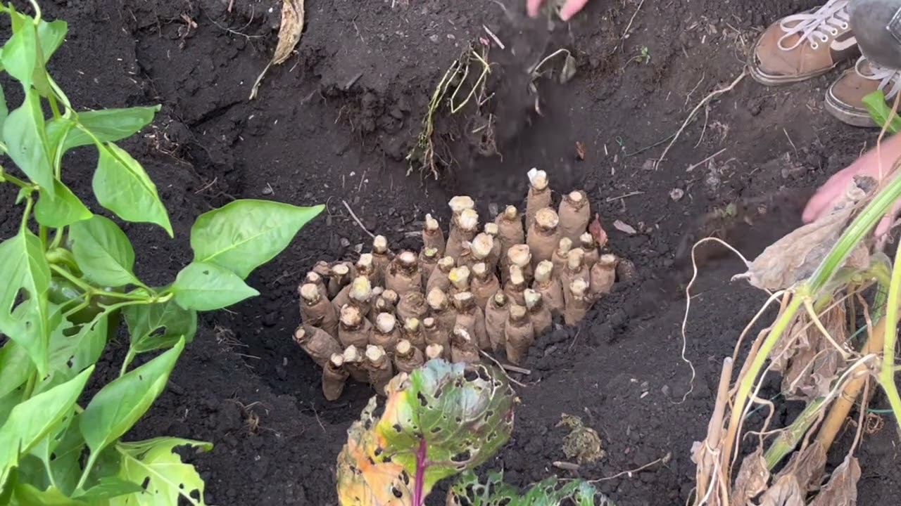 Comment cultiver les chicons (endives) en pleine terre?