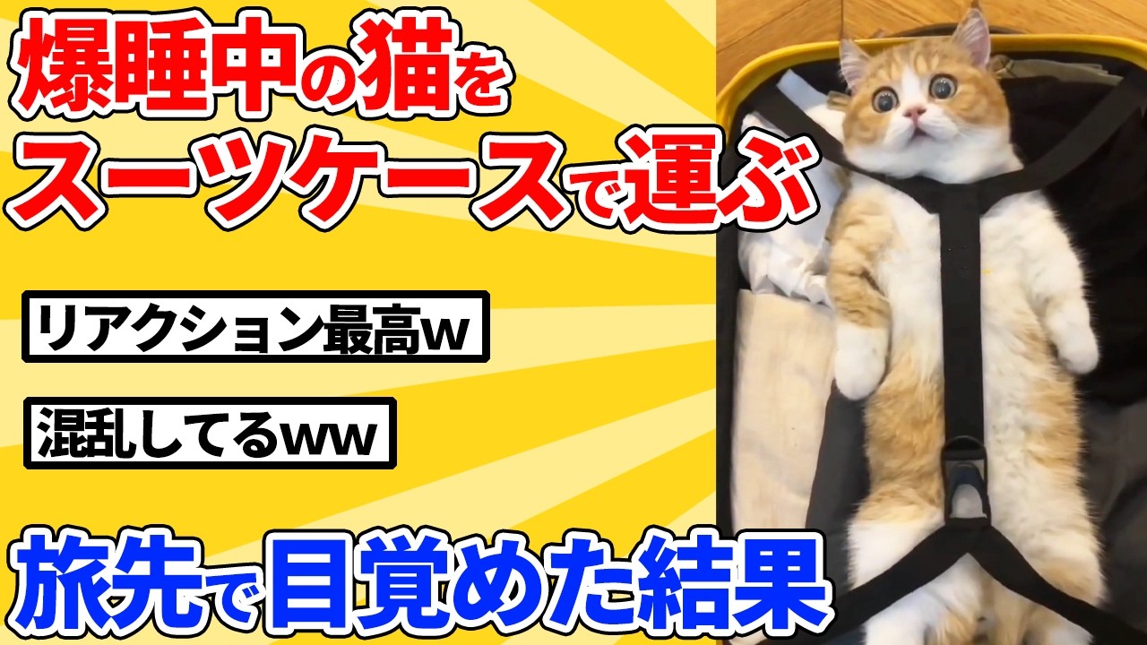 【2ch動物スレ】寝てる猫をスーツケースにぶち込んで旅行に連れていく→やっと目覚めた結果ｗｗｗｗｗ