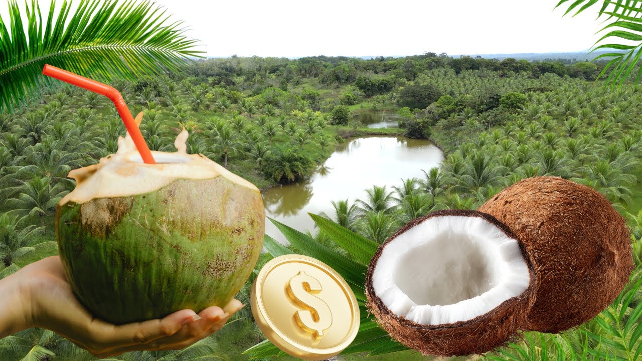 Fazenda de 101 Hectares com produção de cocos. R$ 4.000.000,