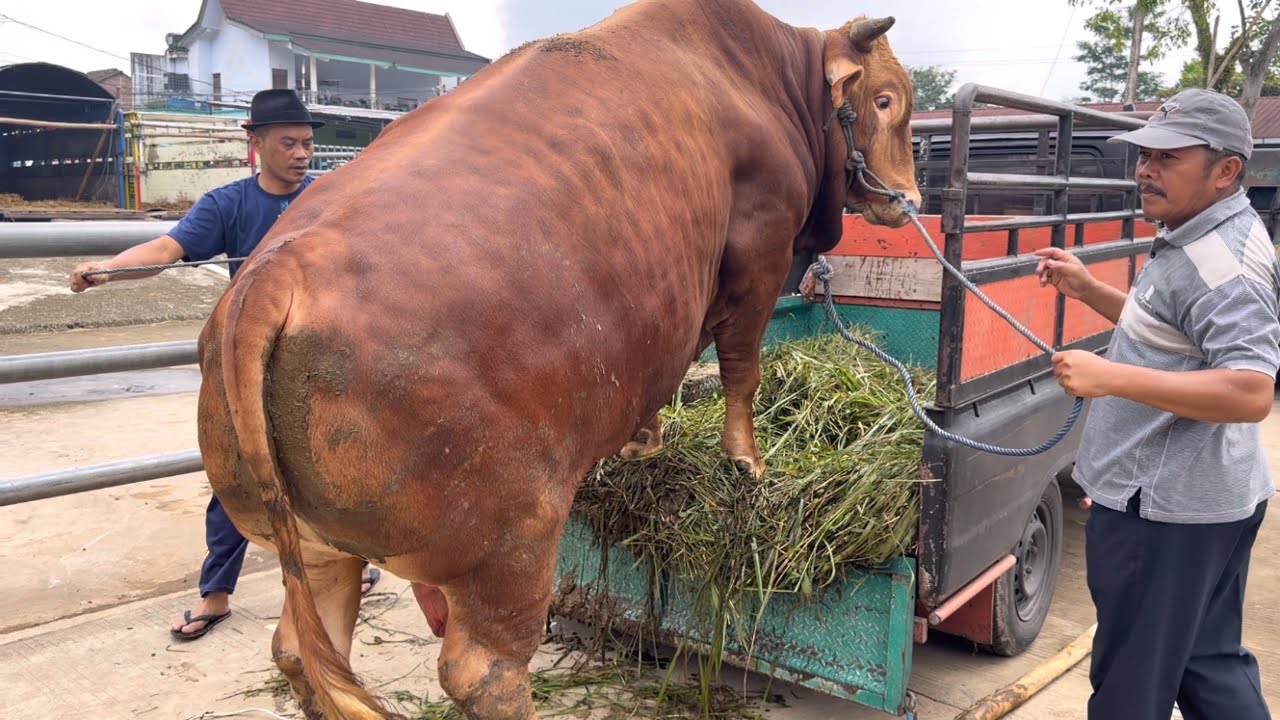 УНИКАЛЬНАЯ ГИГАНТСКАЯ КОРОВА ВЫСАДЛЯЕТСЯ С ТОЛСТОГО ГРУЗОВИКА - СТРАШНО И ЗАБАВНО‼️🔥🔥🔥