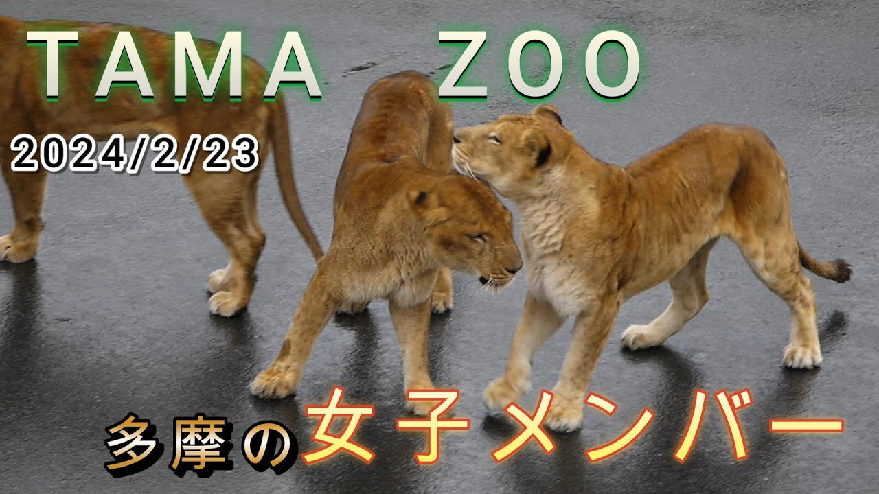 多摩の女子メンバー　2024/2/23【多摩動物公園　ライオン】