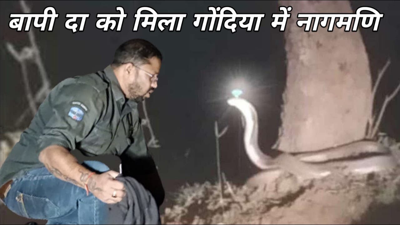 गोंदिया में मिला नागमणि का किया बापी दा ने किया पर्दाफाश