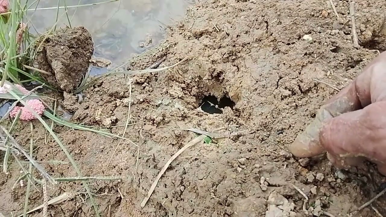 TARIKAN BELUT BABON YANG SATU INI BIKIN PEGEL TANGAN