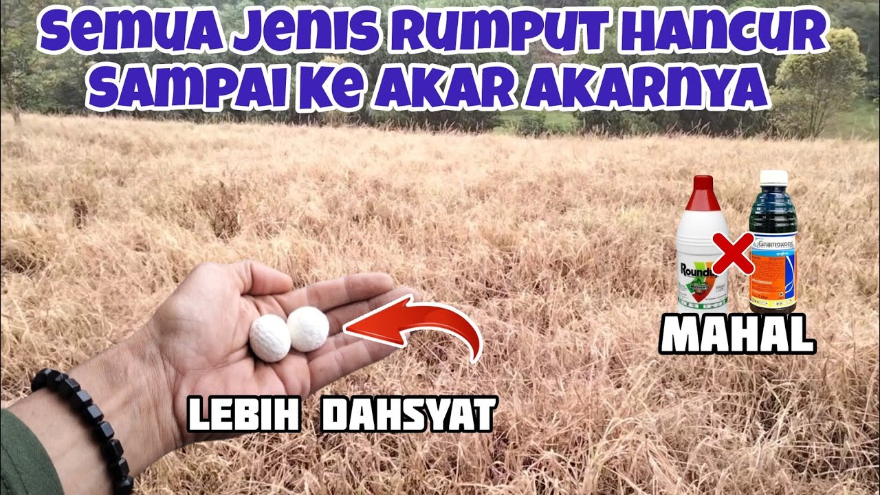 Semua Jenis Rumput Hancur Sampai Ke Akar akarnya