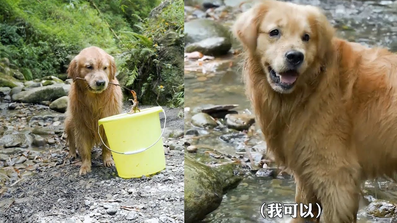 【金大毛】夏天來了，和路虎去小溪玩水抓螃蟹。晚上簡簡單單又是壹頓大餐！