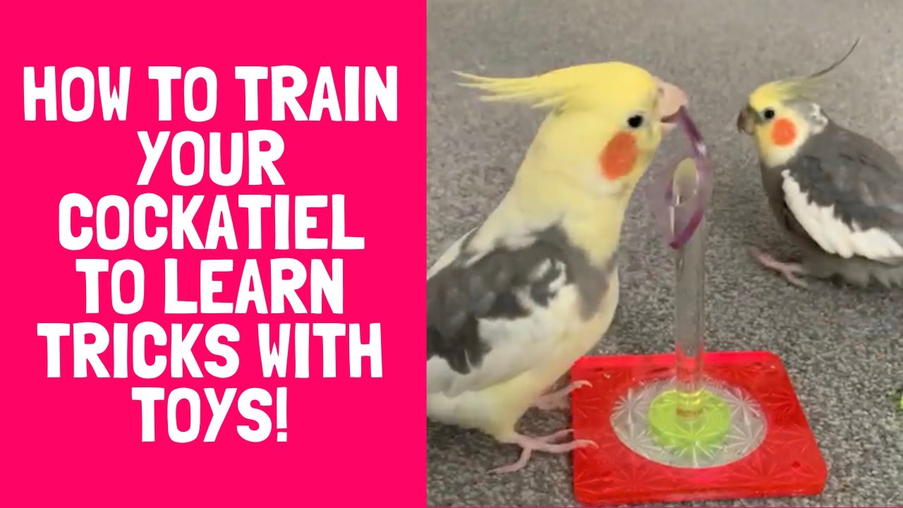 Cockatiel Training | Learning Tricks With Toys! | TheParrotTeacher