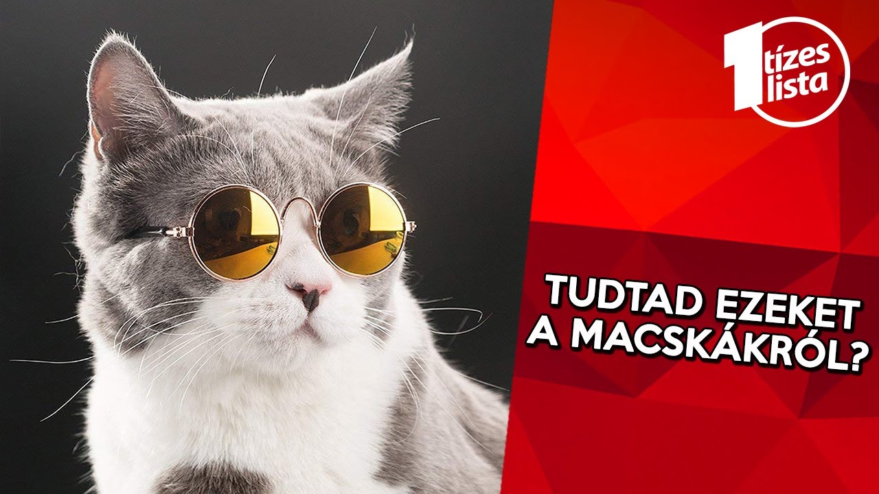 10 érdekesség a macskákról, amit eddig talán nem tudtál - Állatvilág #4