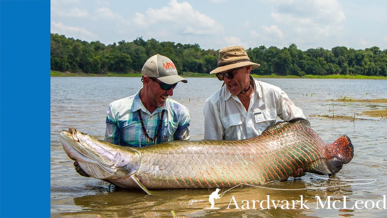 Fly fishing for giant arapaima from Pirarucu in Brazil