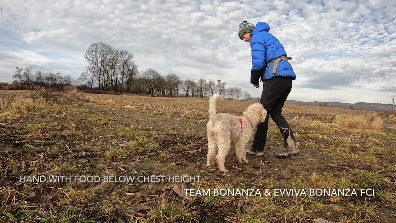 Sit and freeze indication for scent work with lagotto romagnolo - day 1