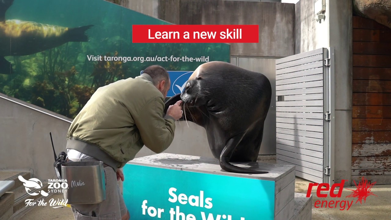 Taronga TV Seal PSA  - How To Entertain Yourself ...