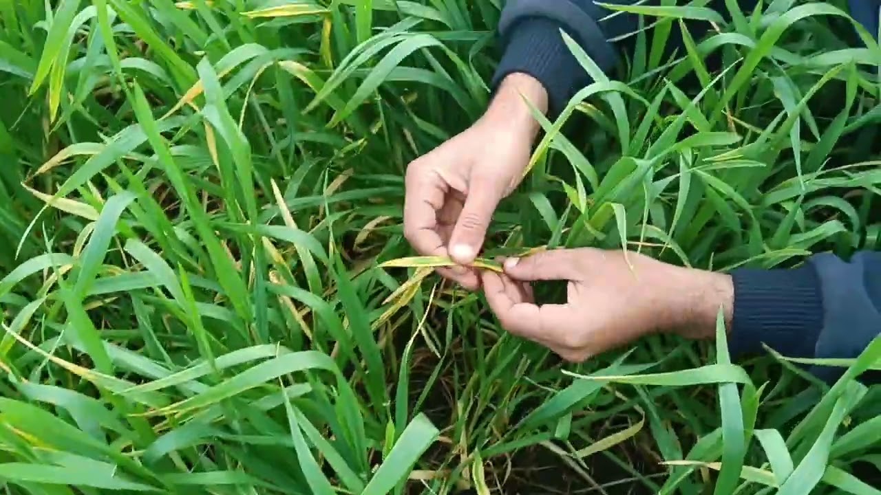 زيارة لمحصول قمح عمرة تقريبا ٧٠ يوم متأثر باصفرار أوراق وأطراف القمح من أرض الواقع