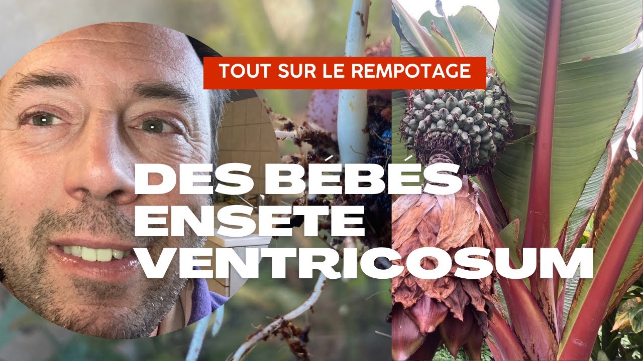 Comment rempoter les jeunes bananiers ?