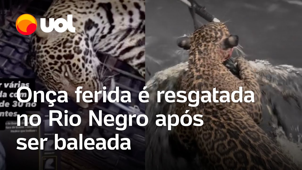 Onça é resgatada nadando no Rio Negro após ser baleada; veja vídeo