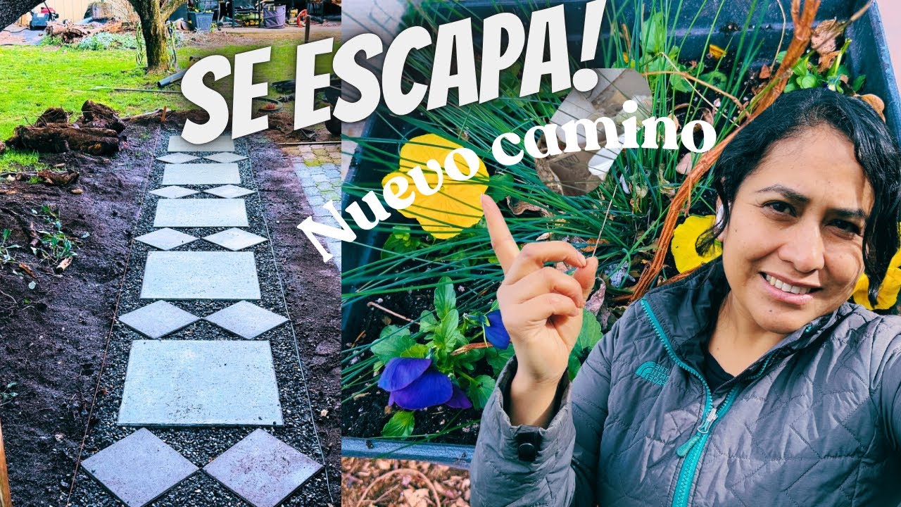 Porque se escapa ? /nuevo camino en el jardín y limpieza de Zarzamoras #jardineria 