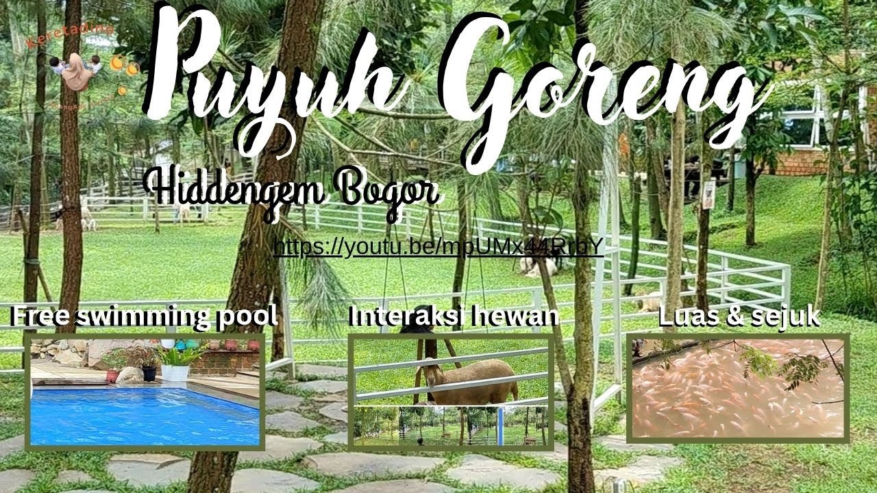 Resto luas free kolam renang bisa interaksi hewan(ikan, bebek, domba) di Bogor Cijeruk |Puyuh Goreng