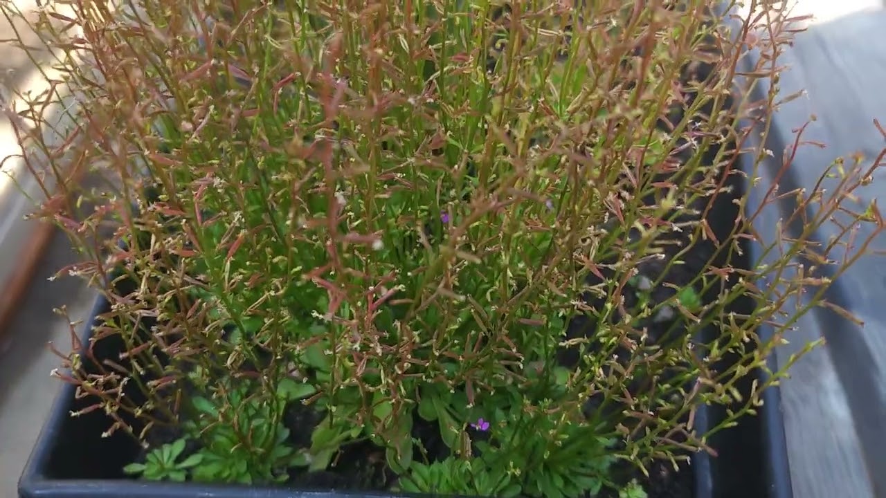 Stylidium Debile Frail Trigger Plant Seeds??