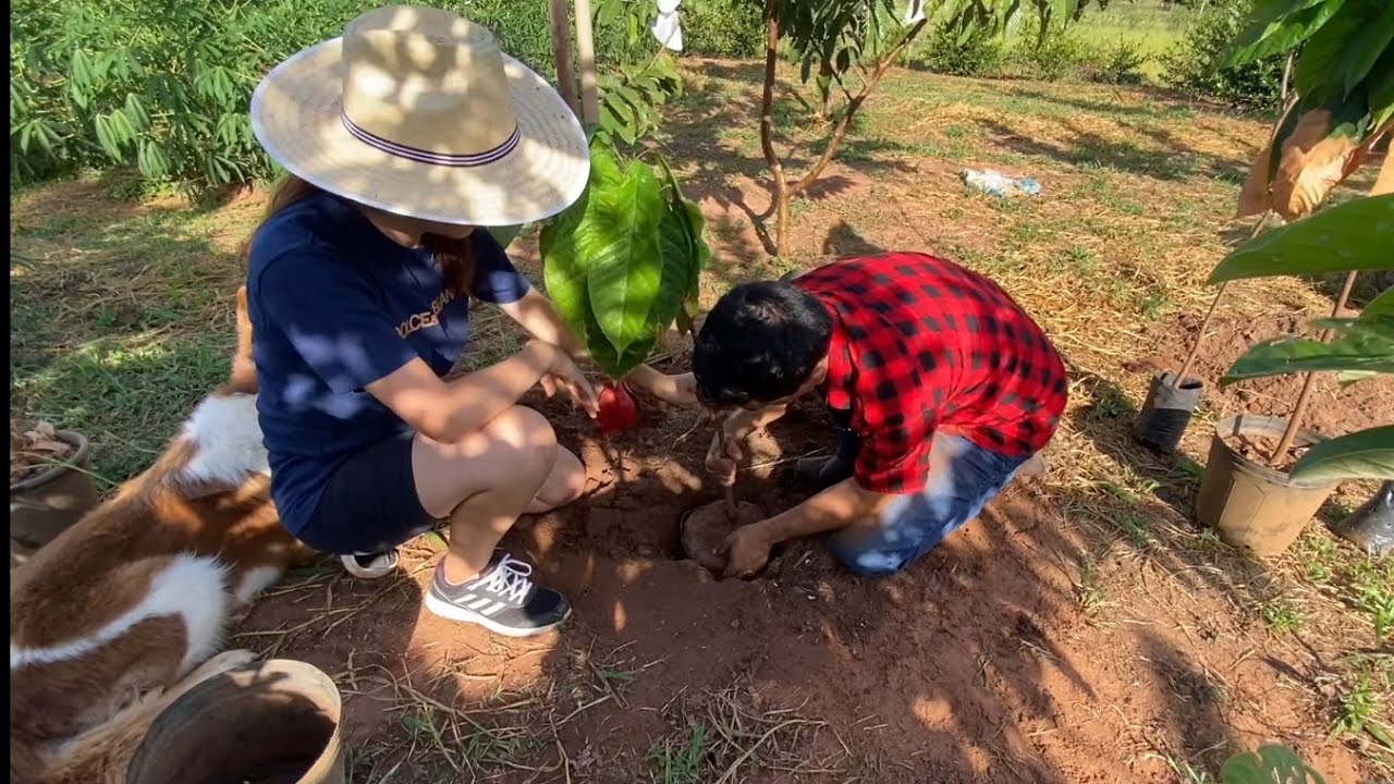 Rotina na cabana rústica: plantando cacau e cozinhando as três refeições