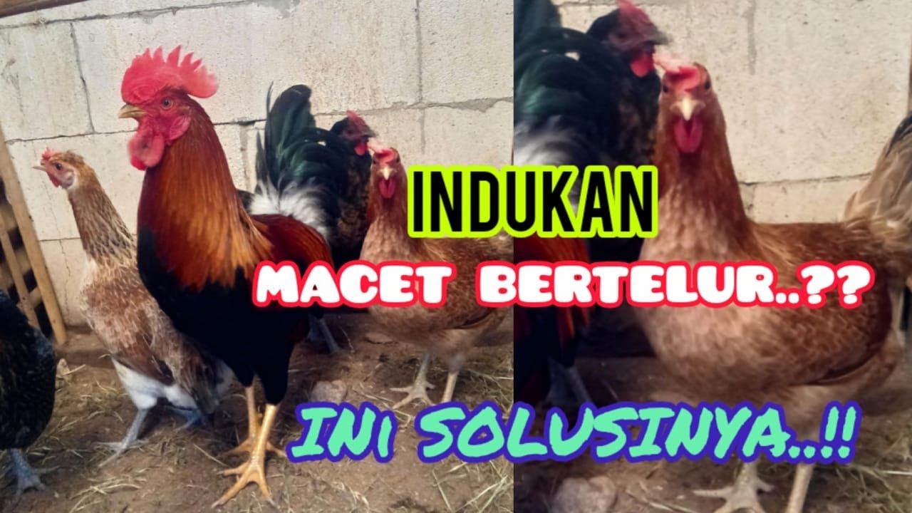 SOLUSI INDUKAN AYAM KAMPUNG YANG BERHENTI BERTELUR #ayamkampung  @peternakayamkampung22
