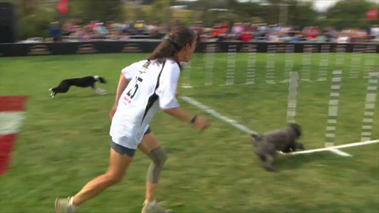 Dog Sports: Sporting Dog Agility Weave Poles