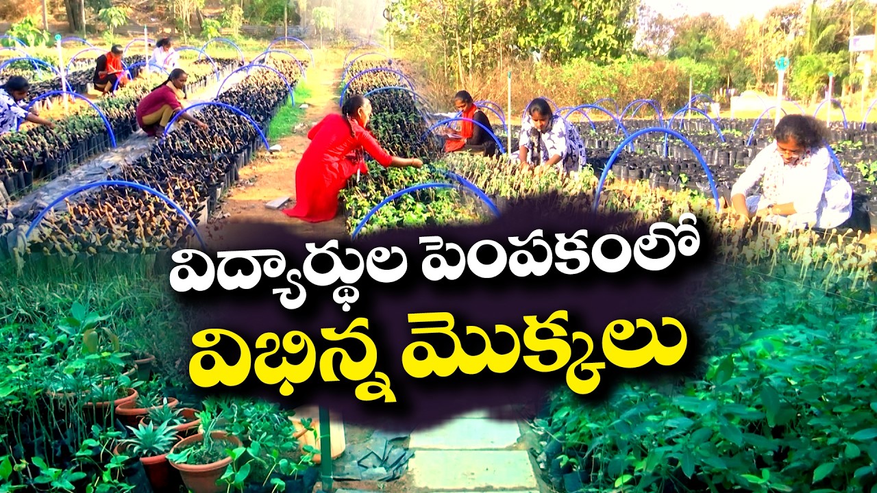 Rare Plant Species Garden at Jadcherla BRR Government Degree College | Nature Hub in Mahabubnagar