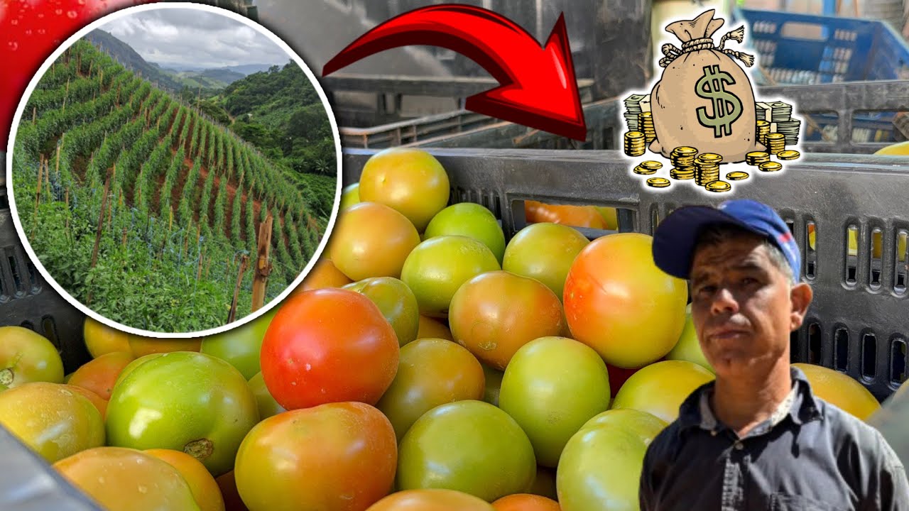 O NEGÓCIO LUCRATIVO QUE ME FEZ COMPRAR UM SITIO