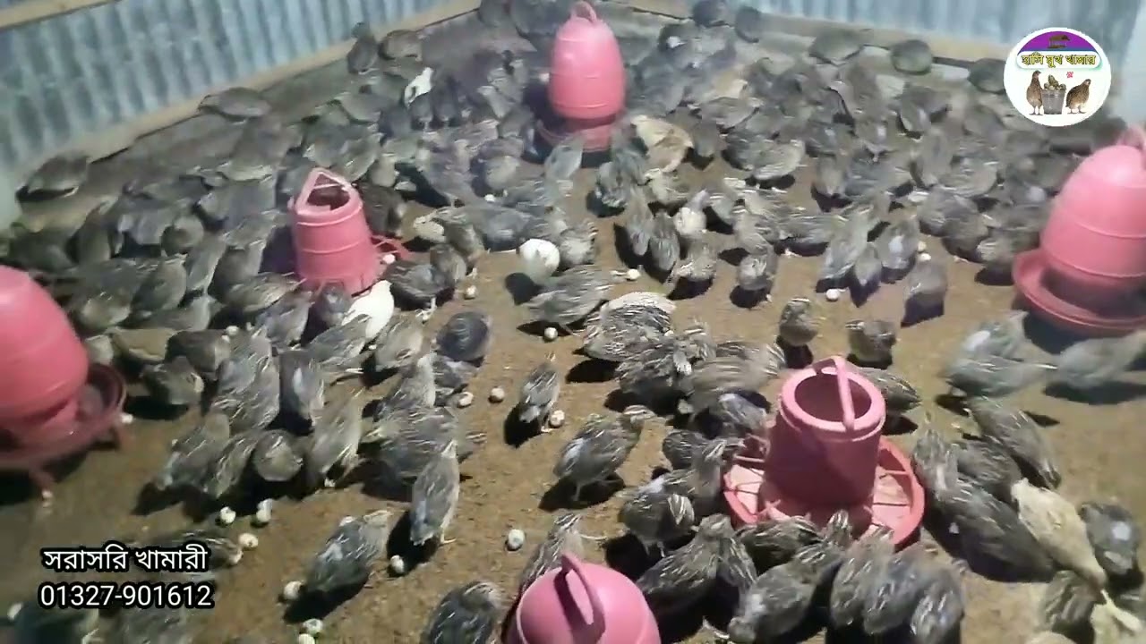 অরিজিনাল জাপানি জাতের ৫৫ দিন বয়সের কোয়েল পাখি বিক্রি করা হবে। ২৫০০ পিছ।