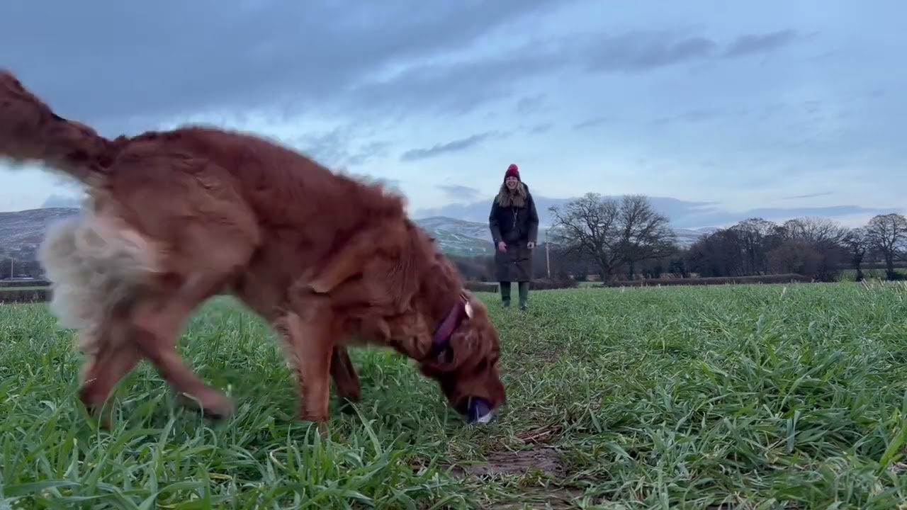 Maple & Fran Pet Gundog Foundation Proficiency Submission