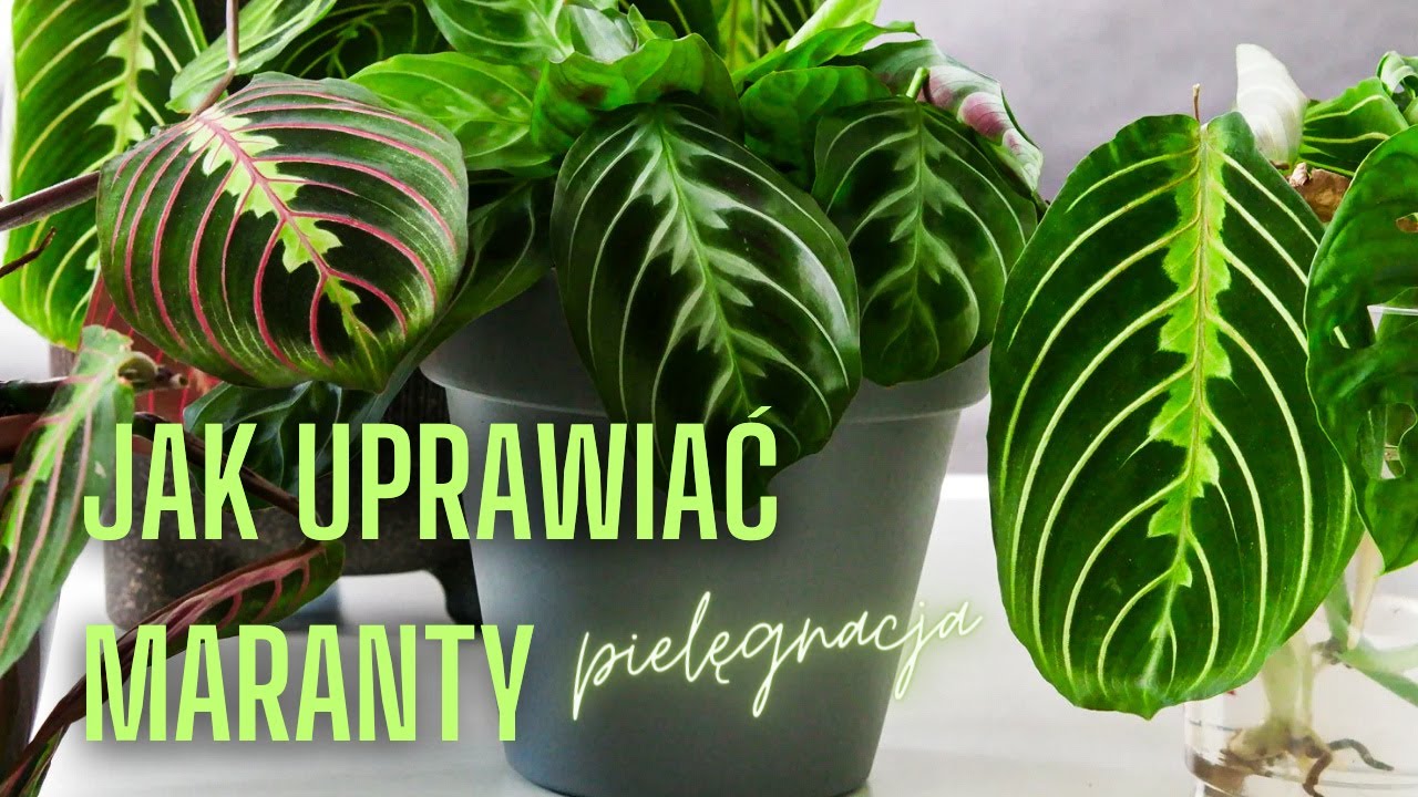 MARANTA UPRAWA ‐ Jak uprawiać marante. Stanowisko, podlewanie, pielęgnacja rośliny jak dbać | Dawid