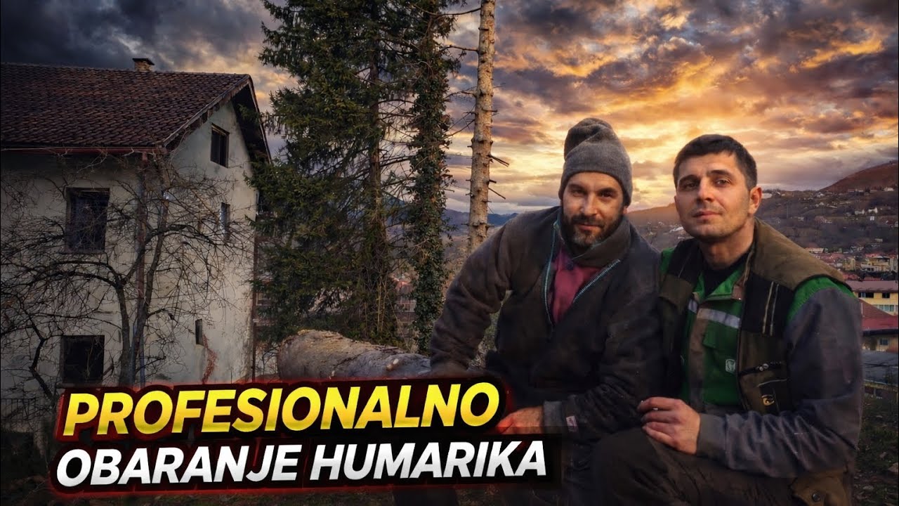 Kako profesionalci obaraju humarike (bez štete!)