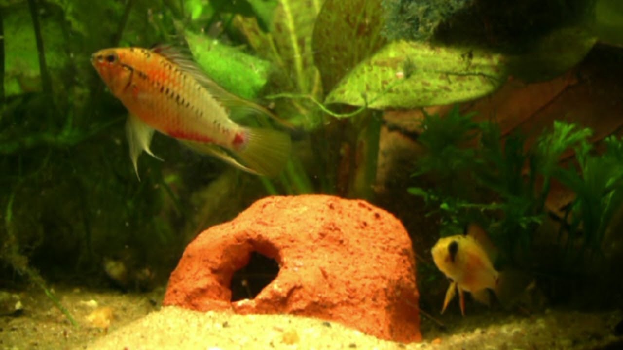 Apistogramma hongsloi, der Rotstrich-Apistogramma - 1. Teil