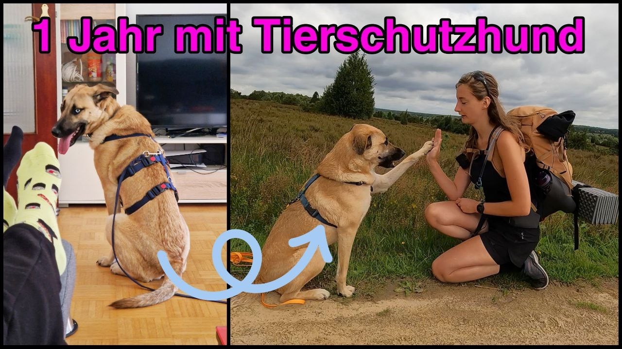 Ein Jahr mit Tierschutzhund | Ein Jahr mit Ralf | Adoptierter Hund