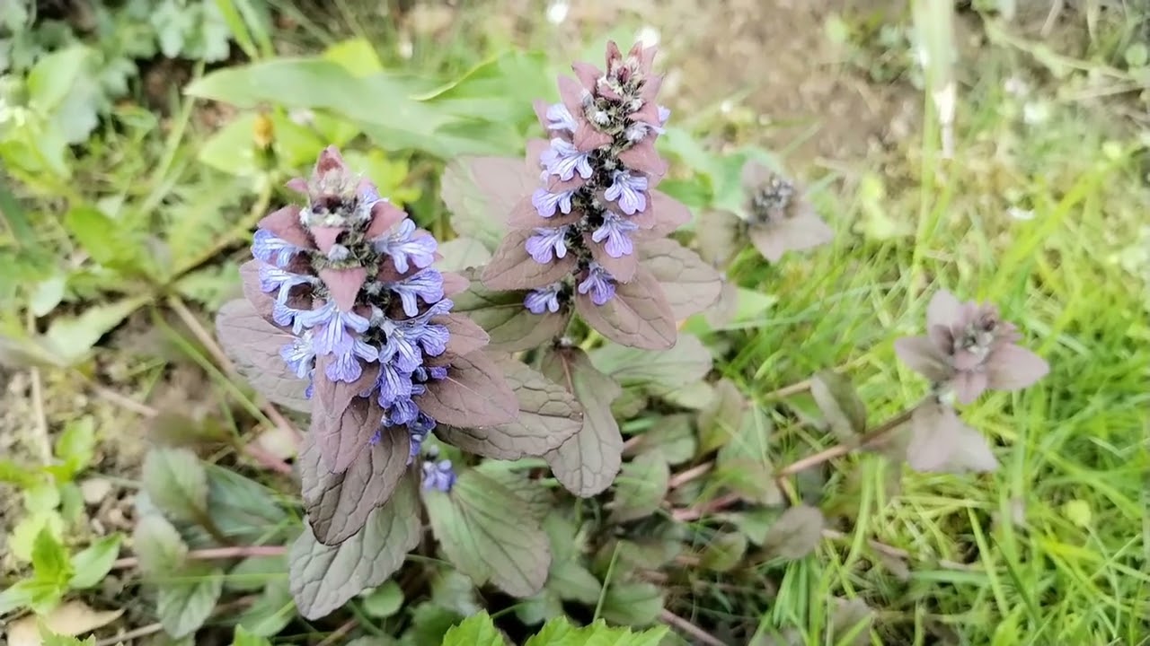 Kvetoucí zběhovec plazivý (Ajuga reptans) cv.: Václav Kovalčík, duben 2025, Zlín